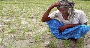 बारिश ने तोड़ा 43 साल का रिकॉर्ड, फसलों को भारी नुकसान, चिंता में डूबे किसान